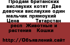 Продам британских вислаухих котят. Две девочки вислаухие один мальчик прямоухий. › Цена ­ 500 - Татарстан респ. Животные и растения » Кошки   